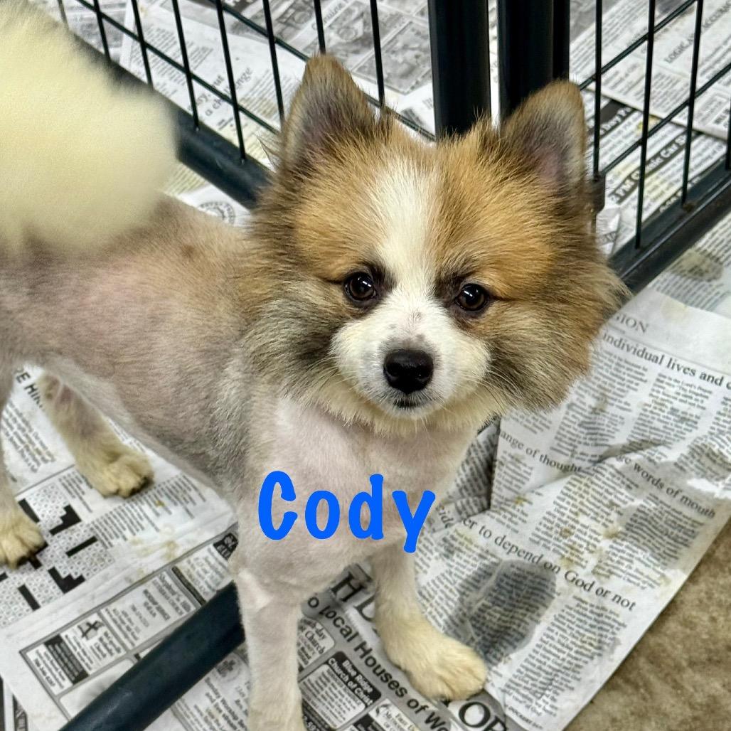 Cody