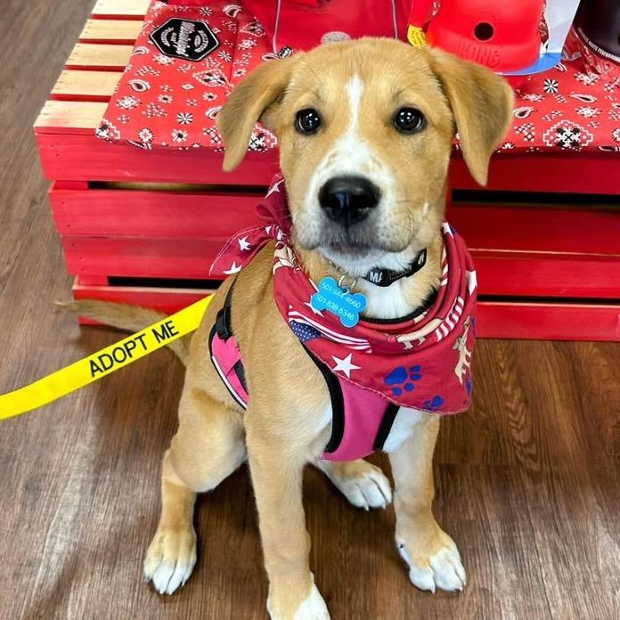 Molly pup