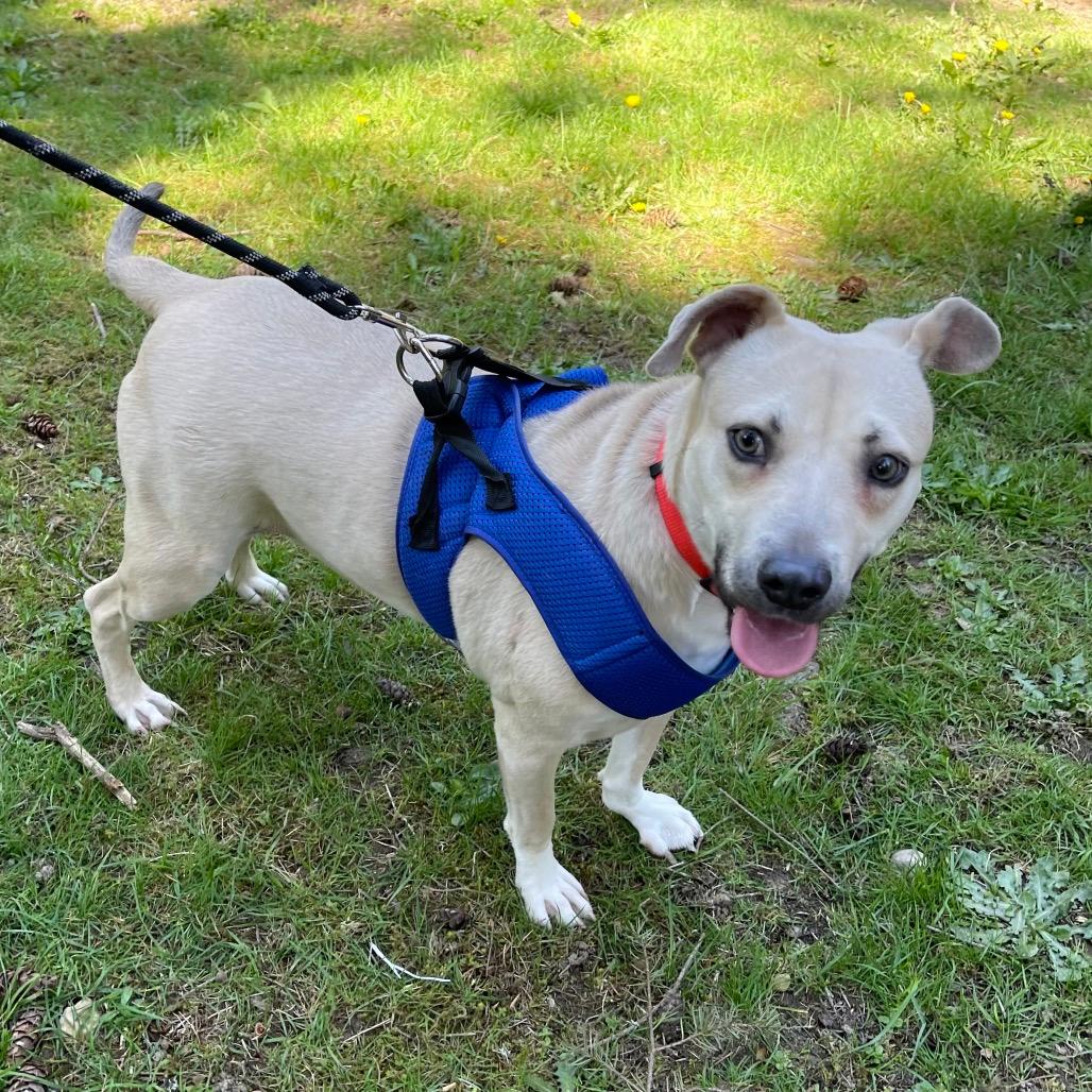 FOGGY (I’m sponsored. Reduced adoption fee)