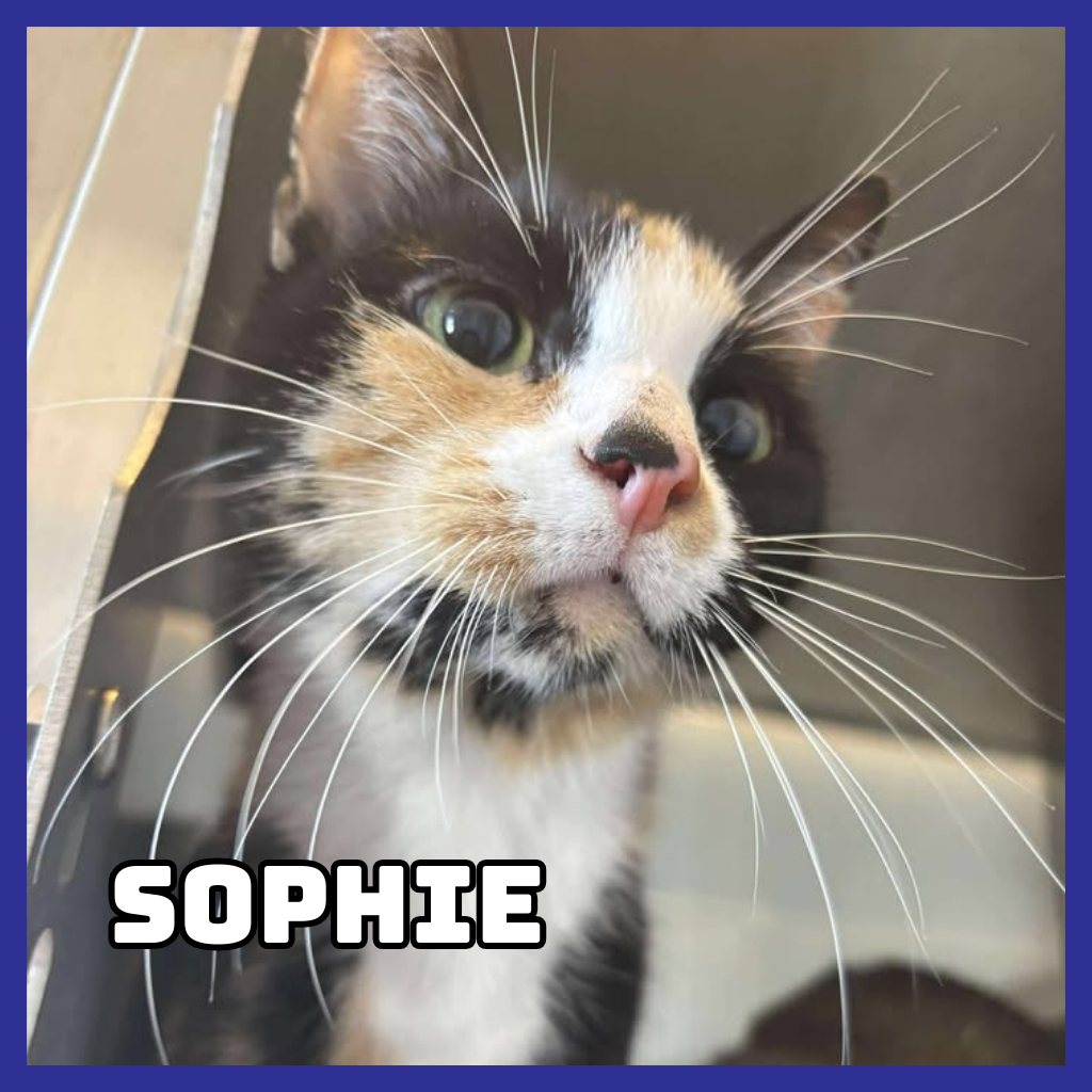 Sophie