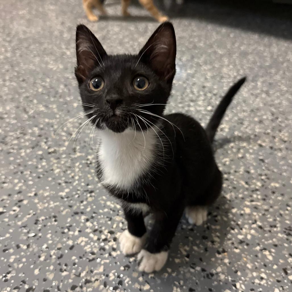 Miso