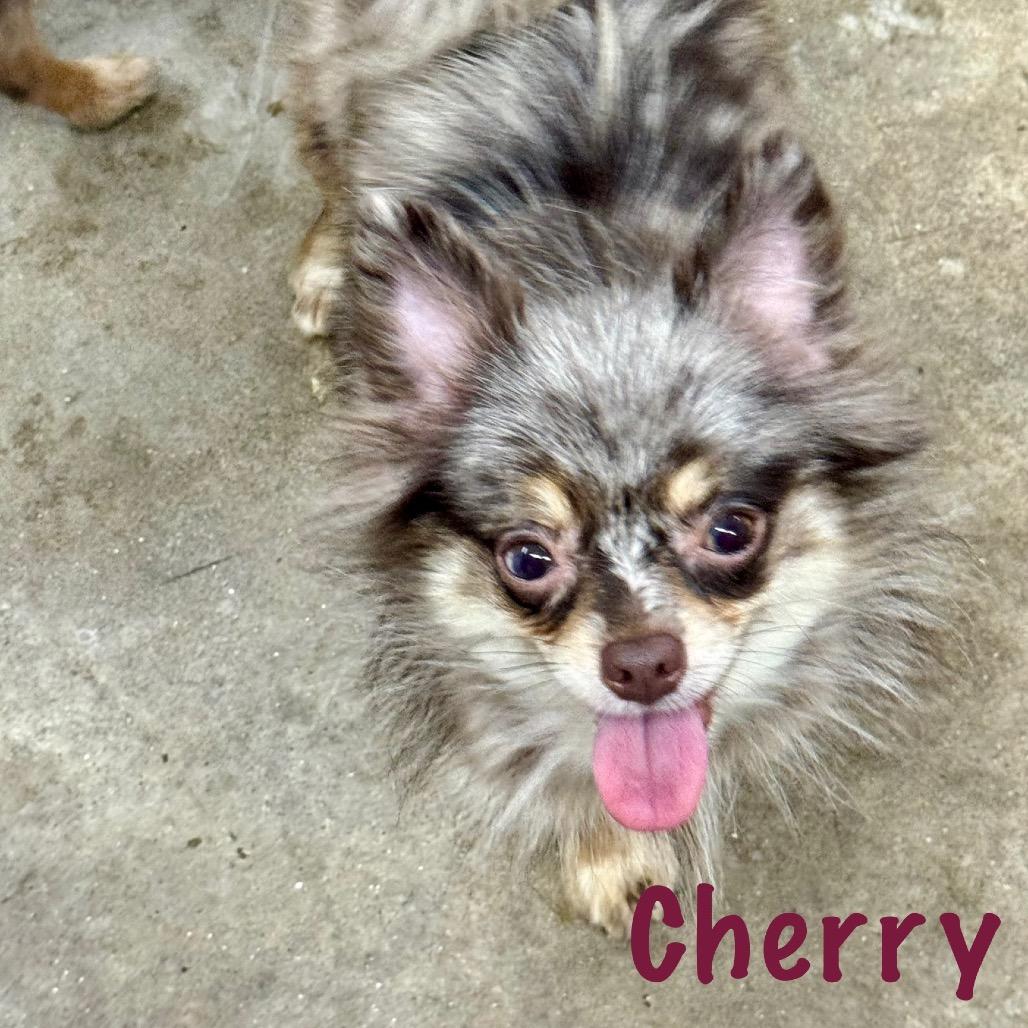 Cherry