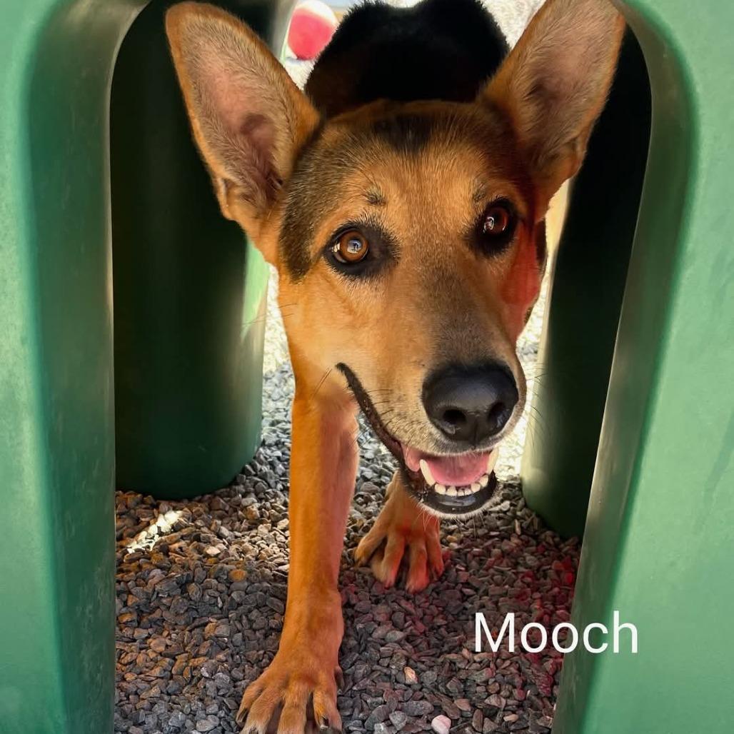 Mooch