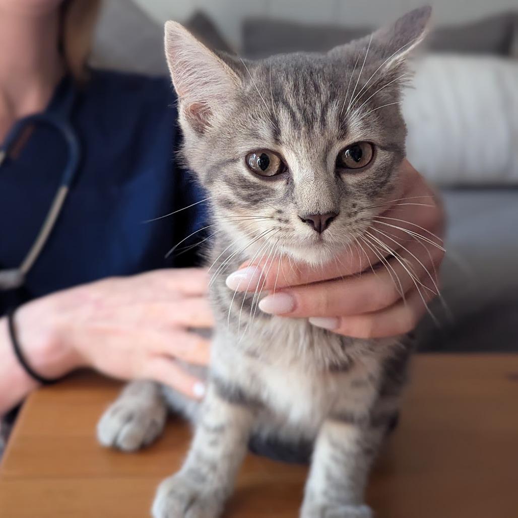 Julius (Bunnell Kitten 3)