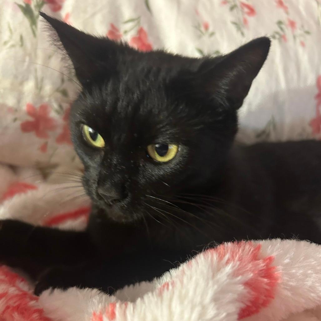 Pepper