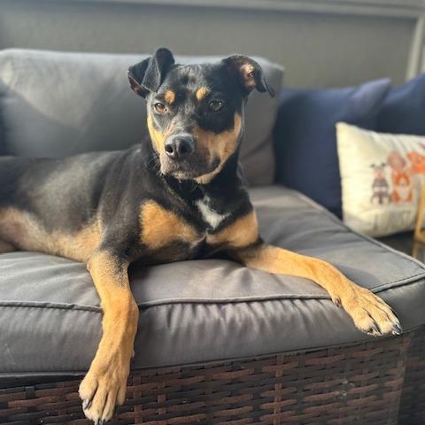 Zola (Adoption Fee-SPONSORED!) In Foster