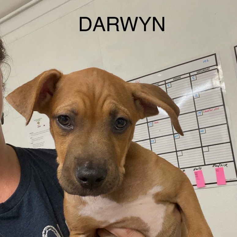 Darwyn