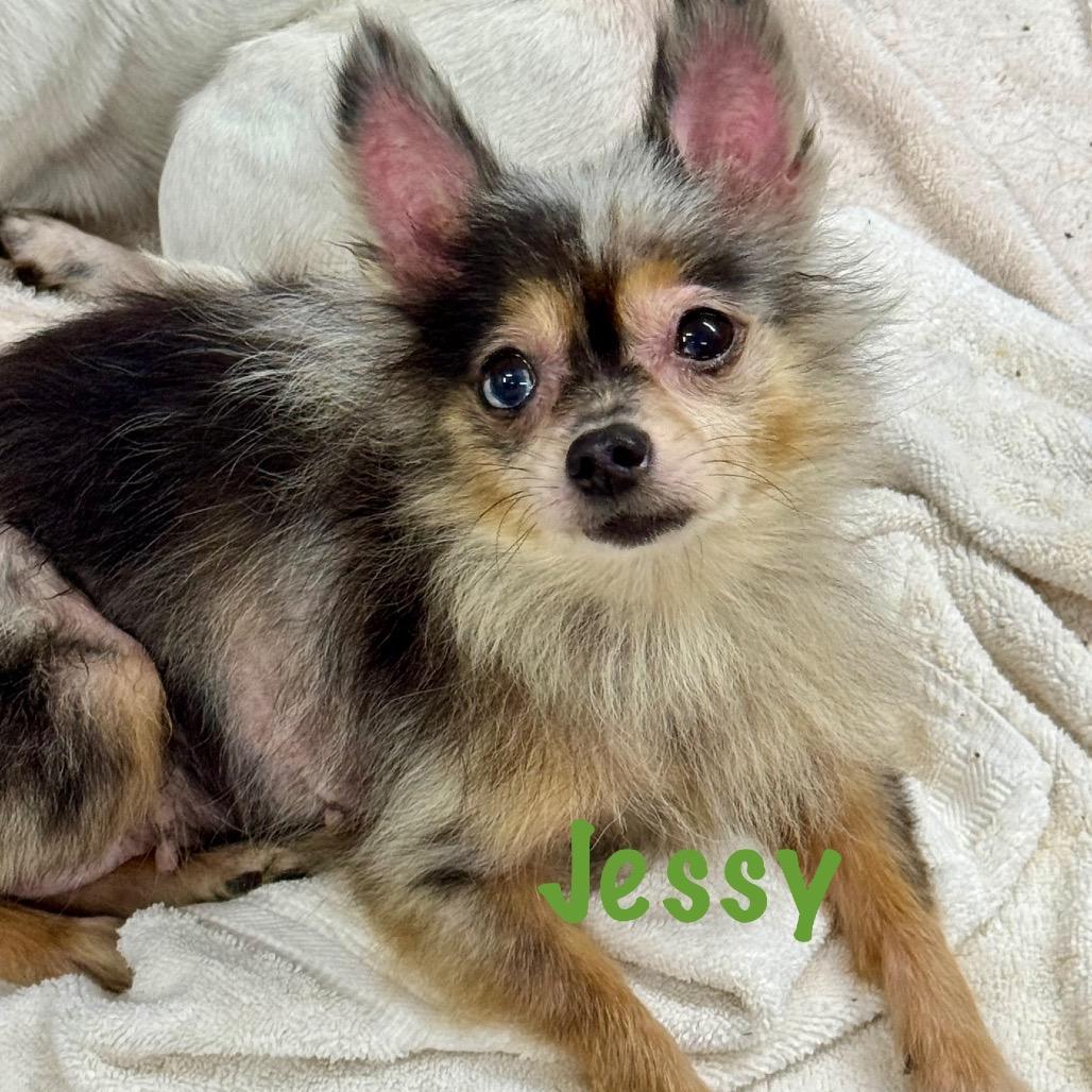 Jessy