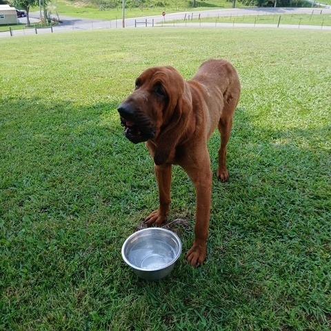 Brutus