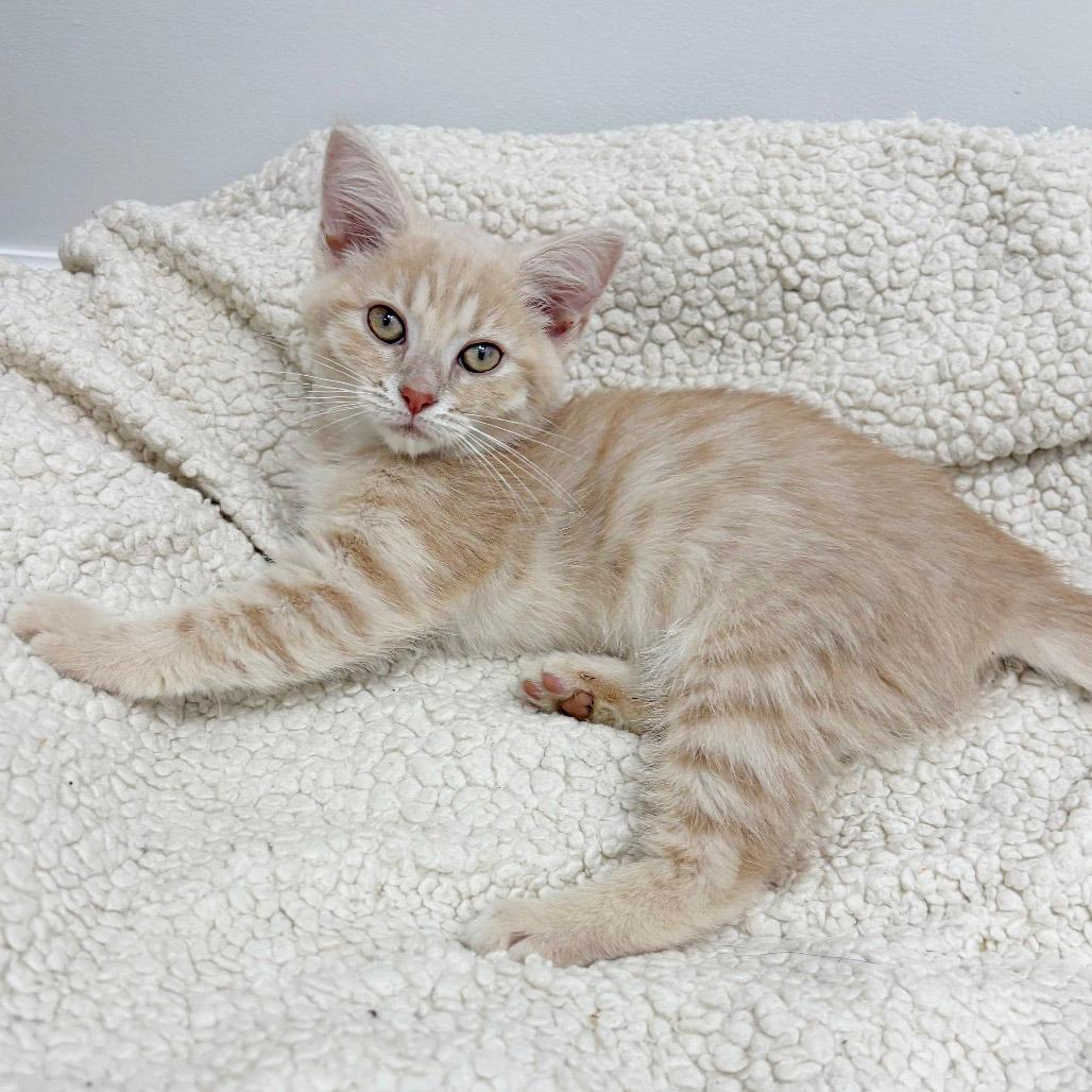 Nilla
