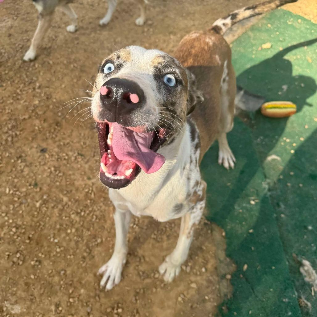 Bramble (HAPPIEST)
