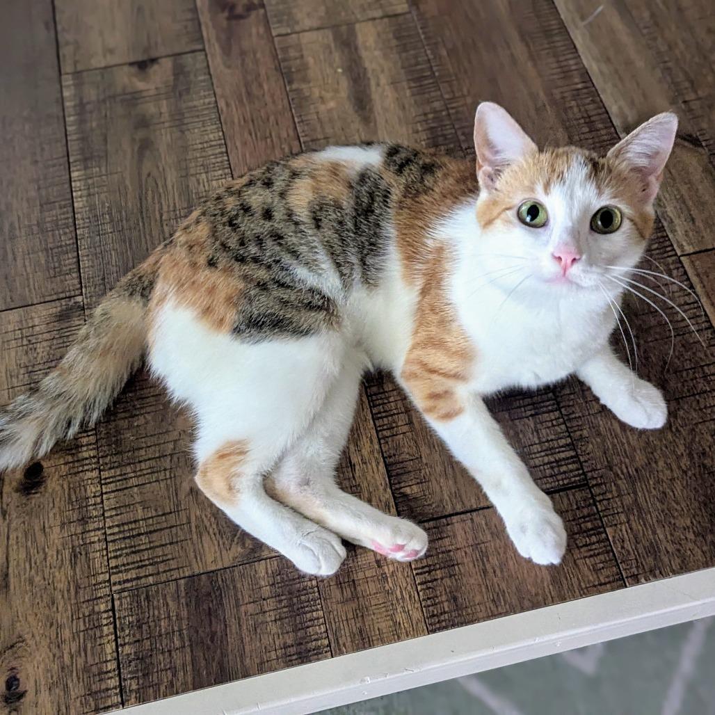 Reba