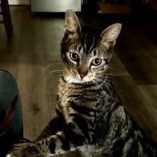 Mittens