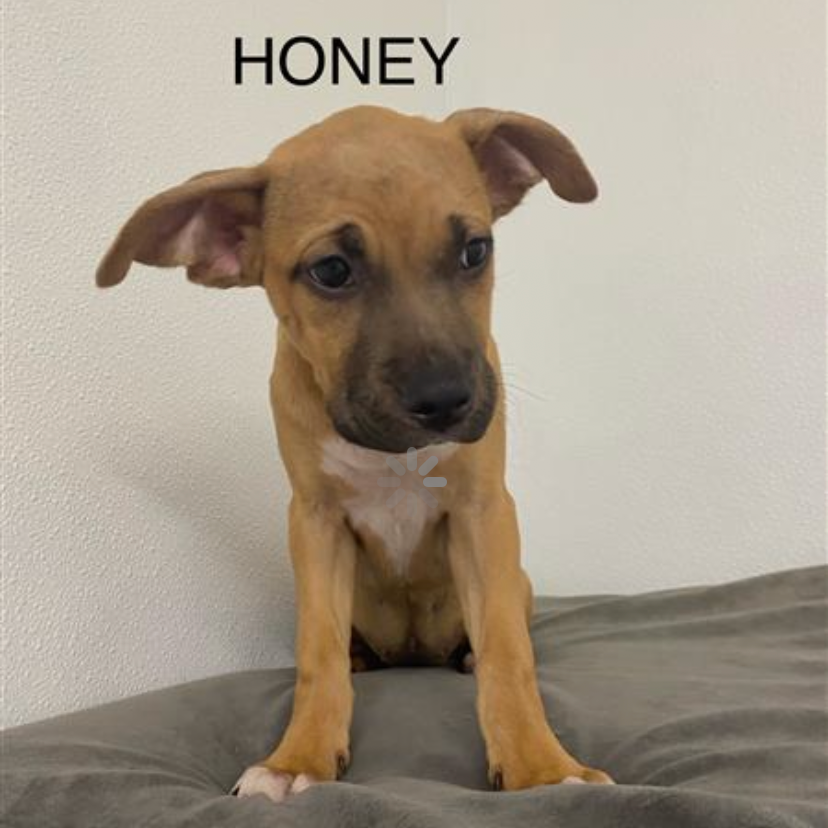 Honey