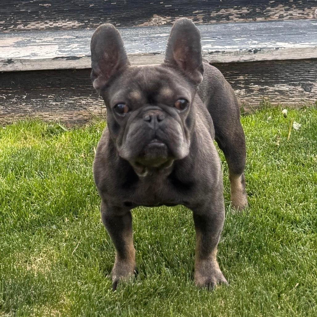 Percy
