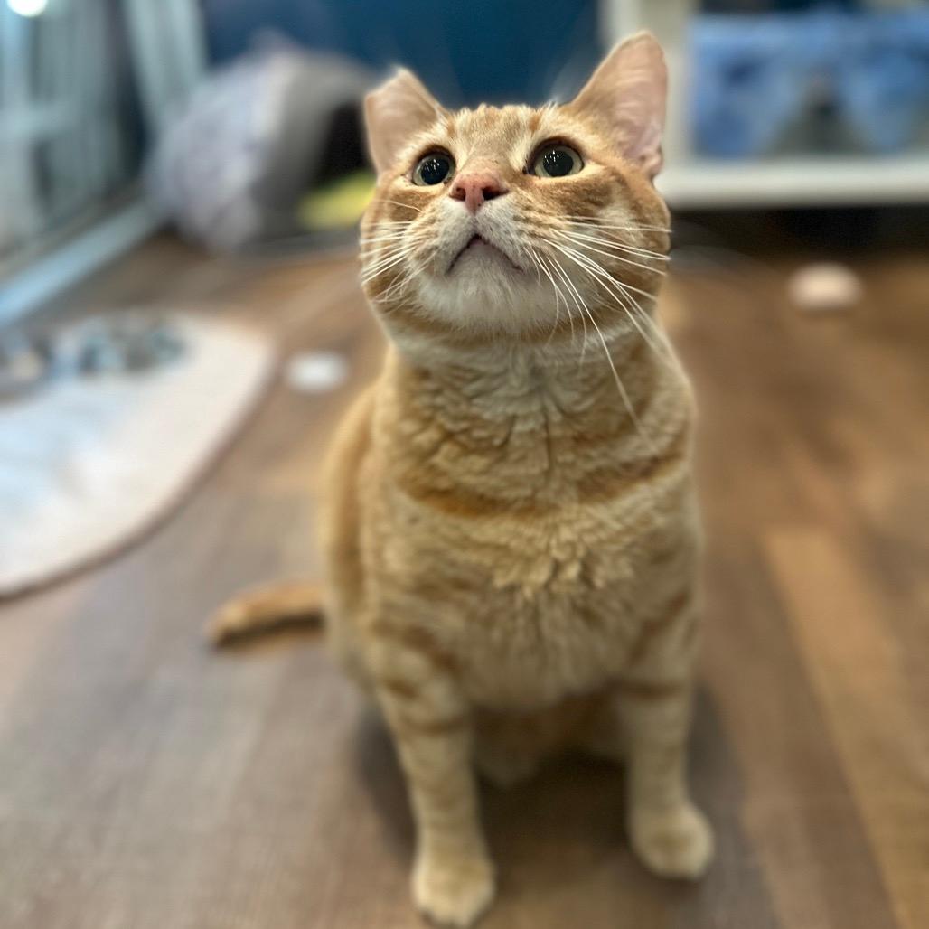 Melon