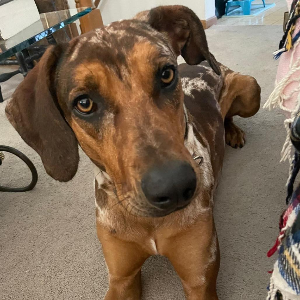 Finn