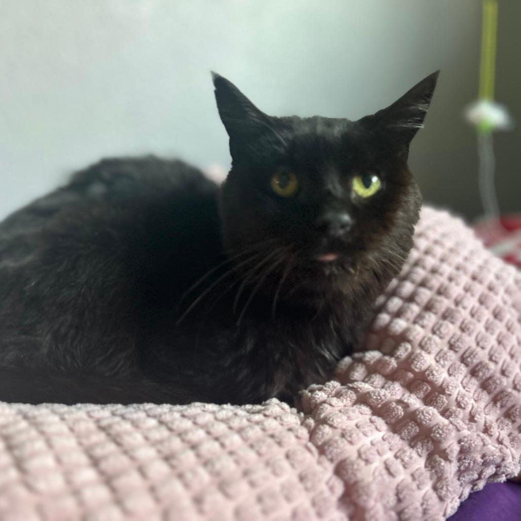 Toothless