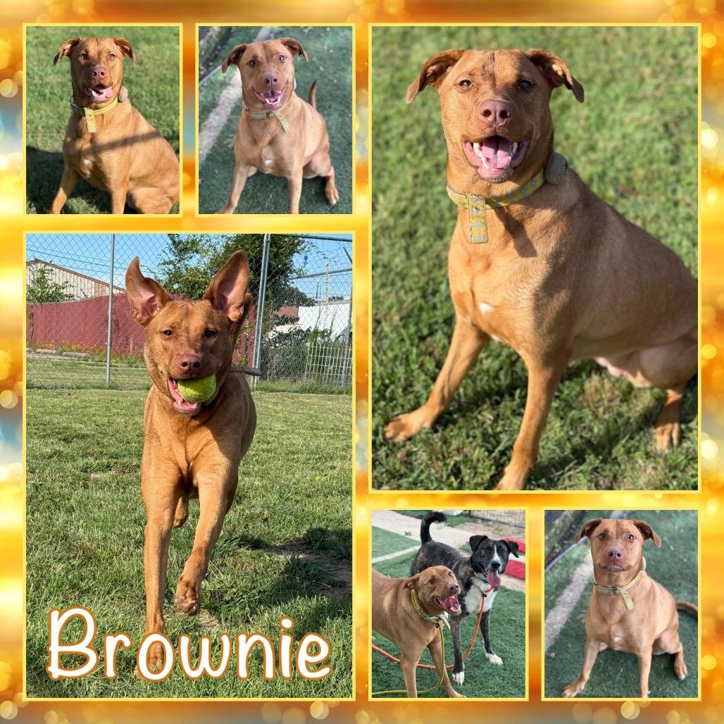 Picture of Brownie