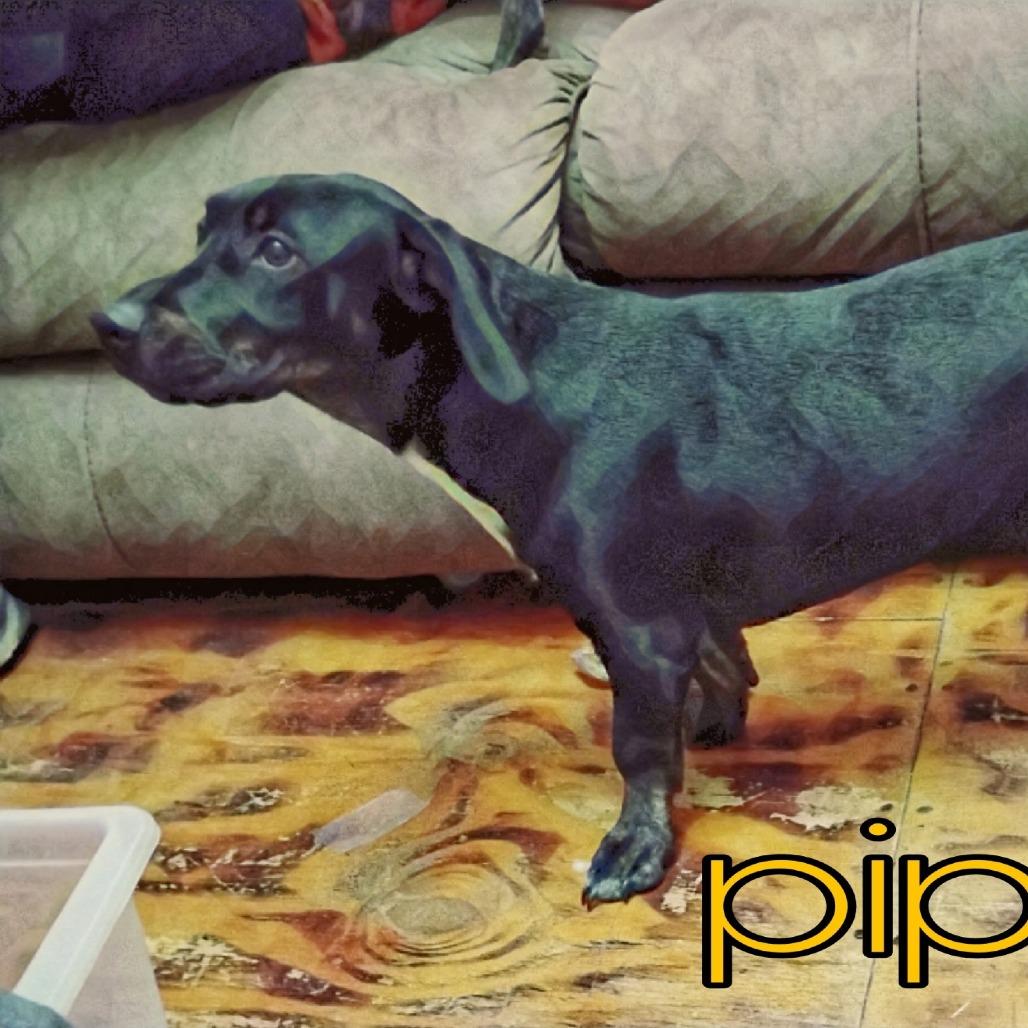 Pippa