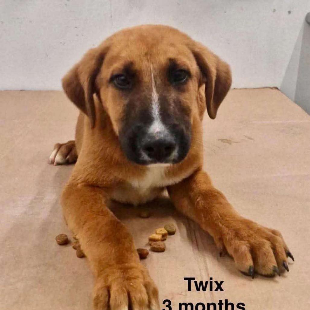 Twix