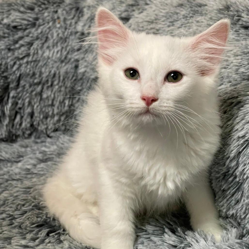 BLIZZARD (bonded w/Frosty)