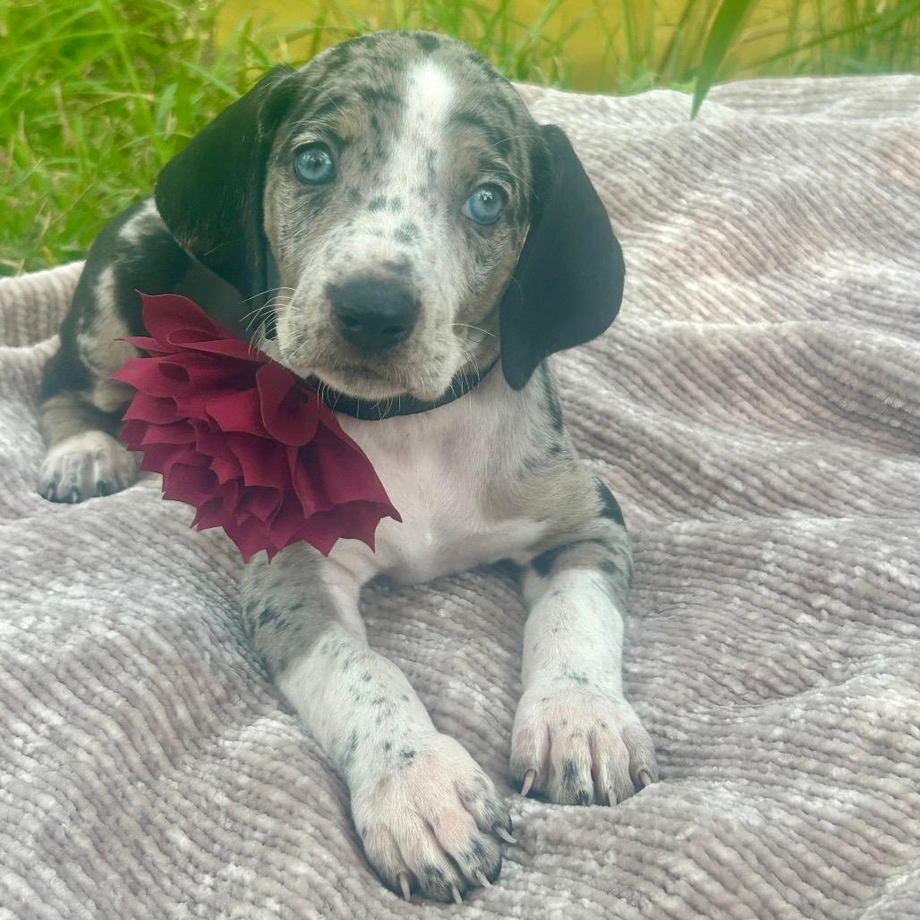 June (Benefactor Puppy)