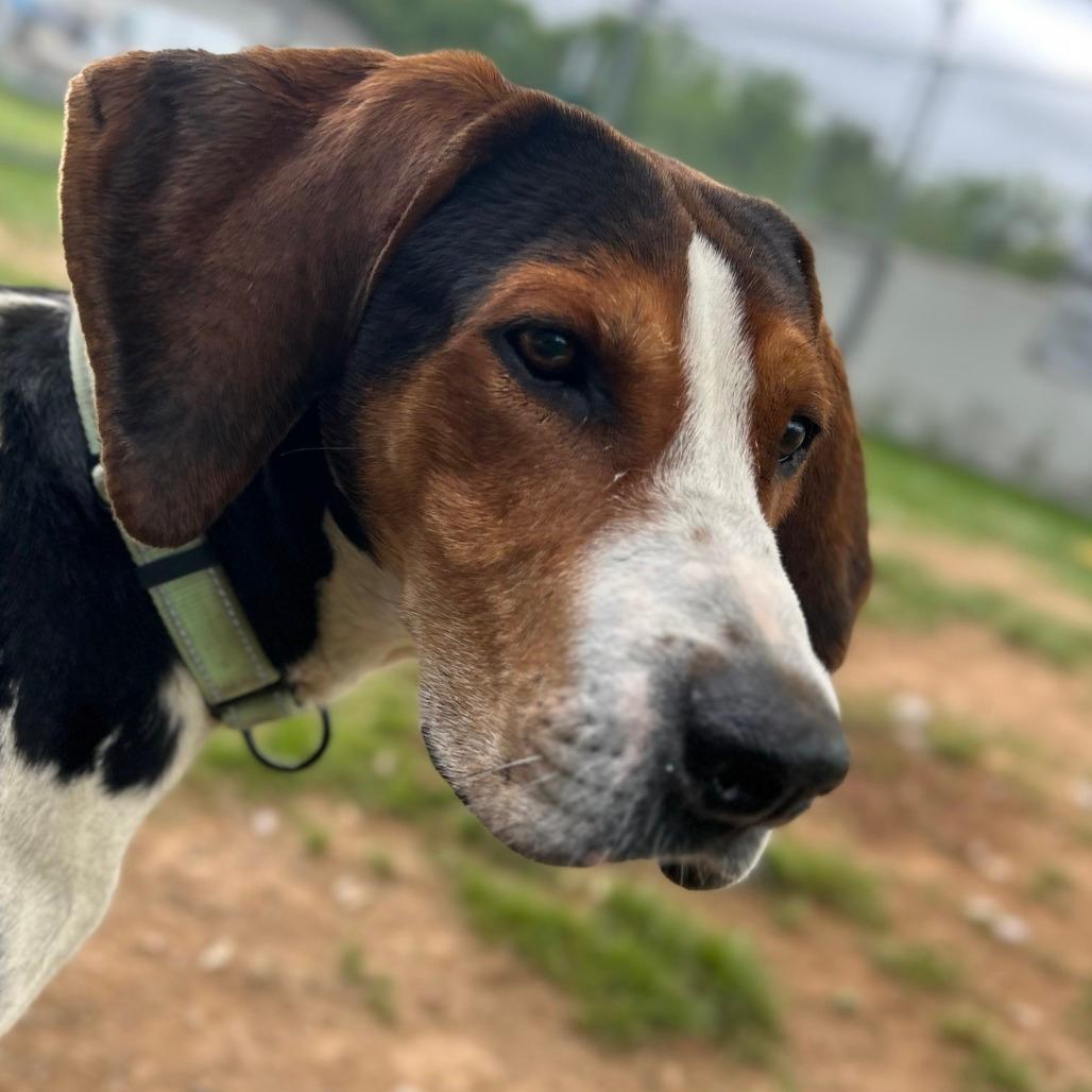 Frankie
