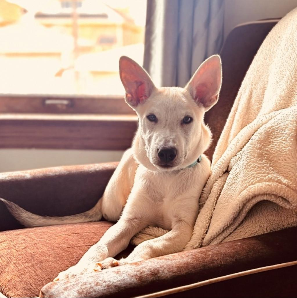 Rocko
