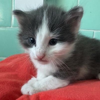 Otis