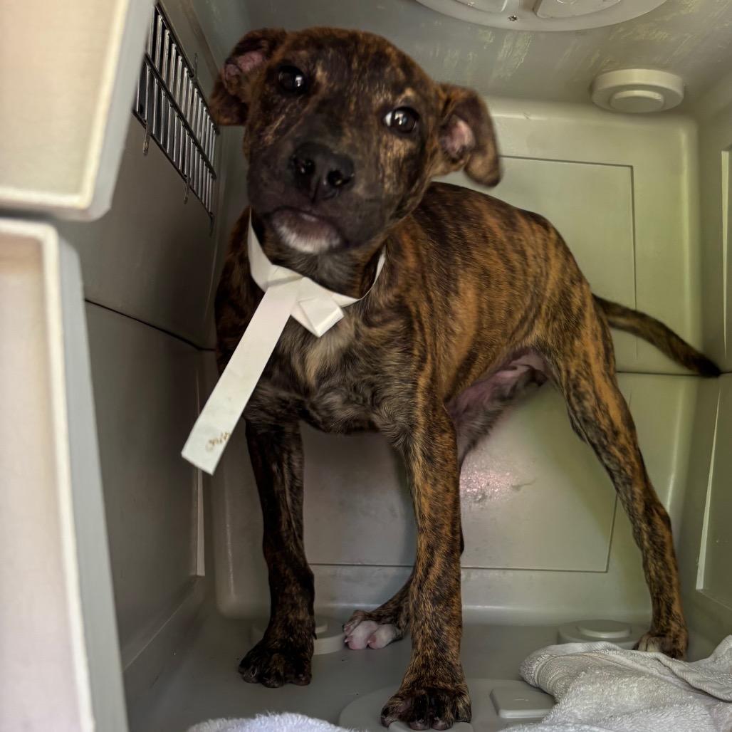 Flora (parvo survivor)