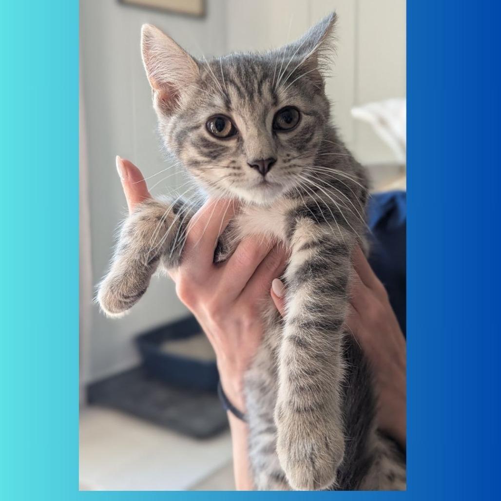 Augustus (Bunnell Kitten 4)