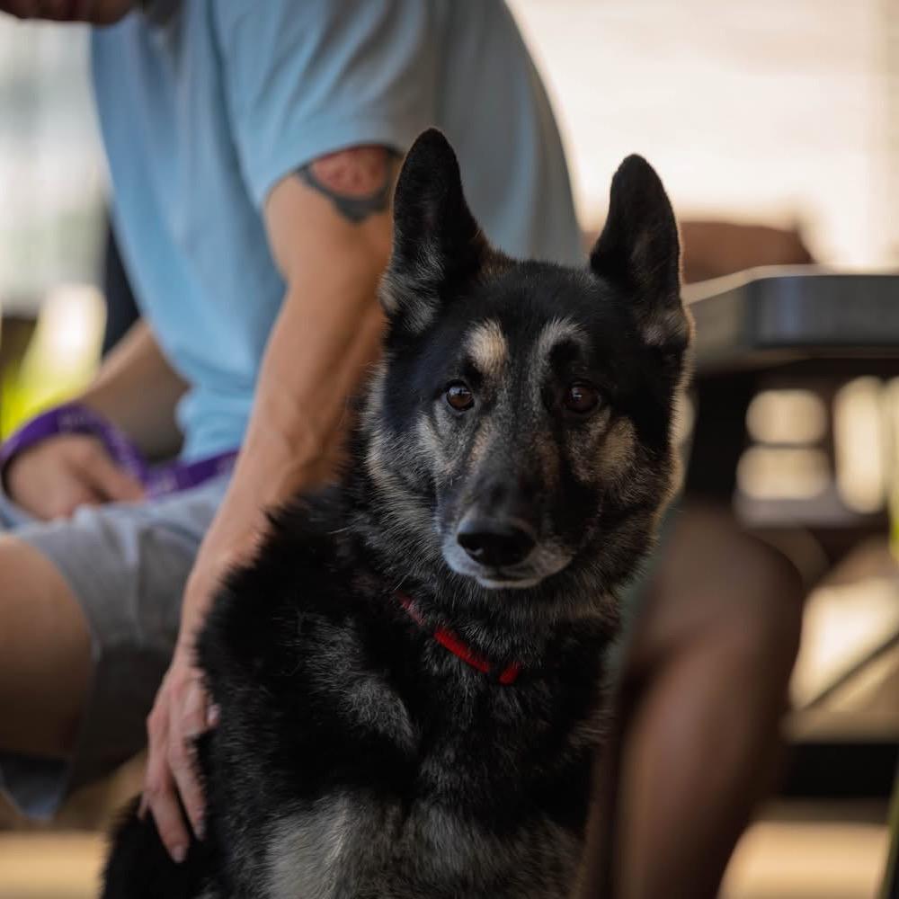 Ranger (PKA Shep)