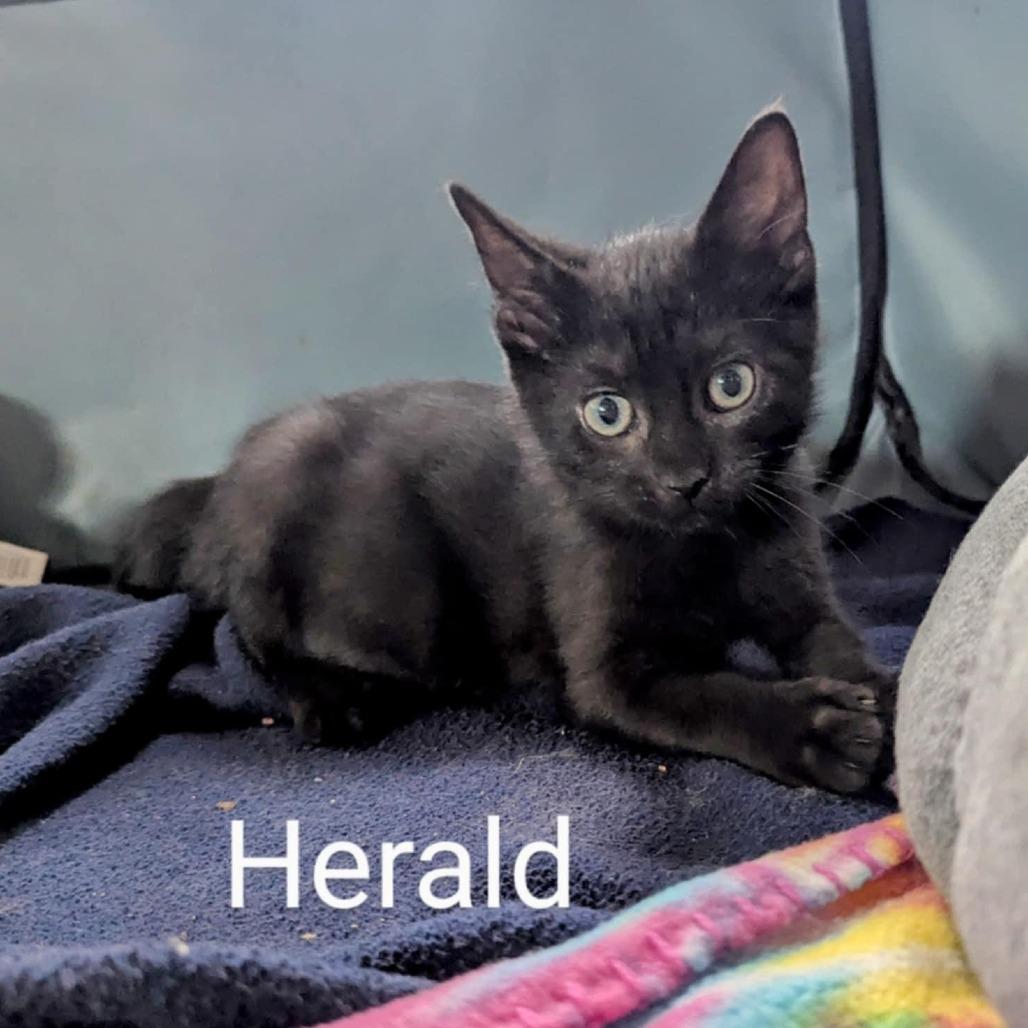 Herald