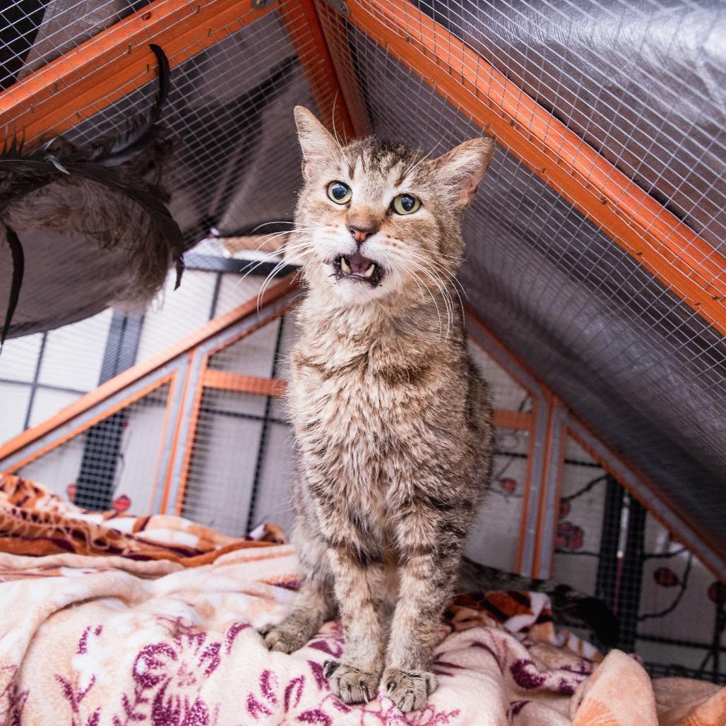 Where to Adopt a Maine Coon Cat: Top Trusted Places Revealed