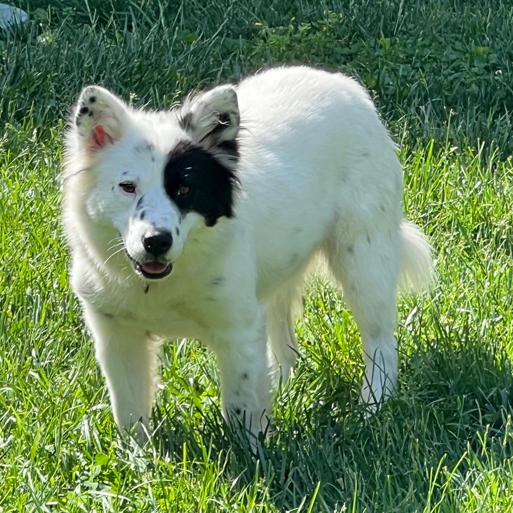 Oreo