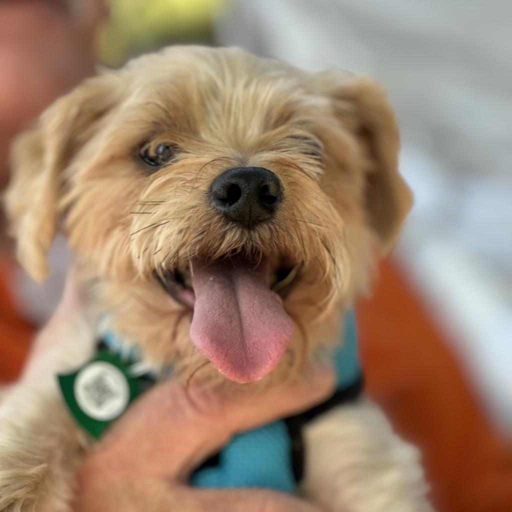 Buddy G