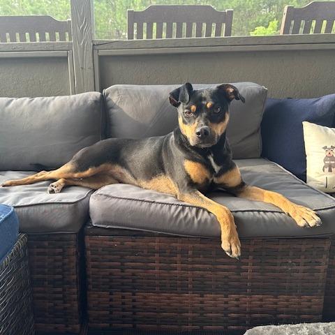 Zola (Adoption Fee-SPONSORED!) In Foster