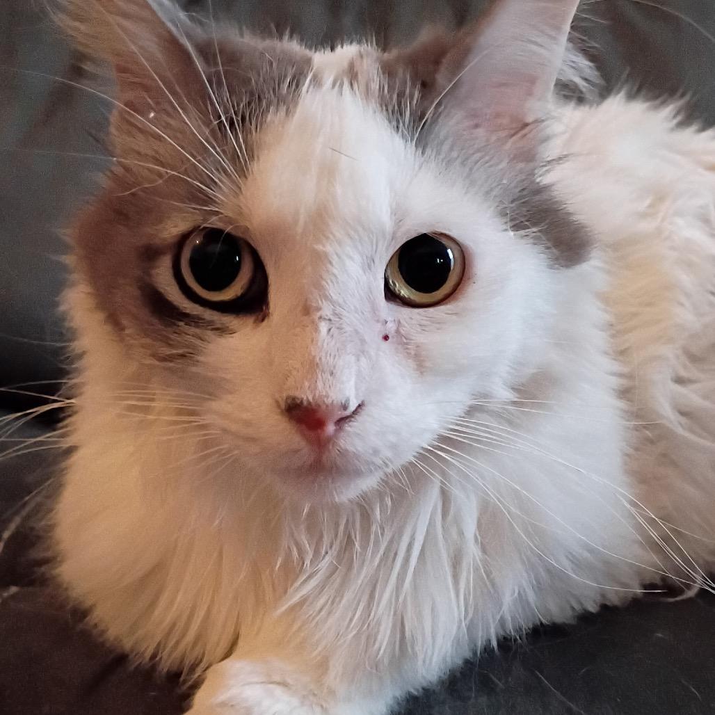 Kitter