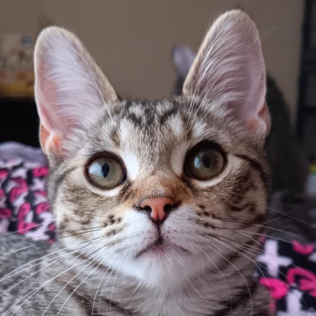Princess (Peaches)
