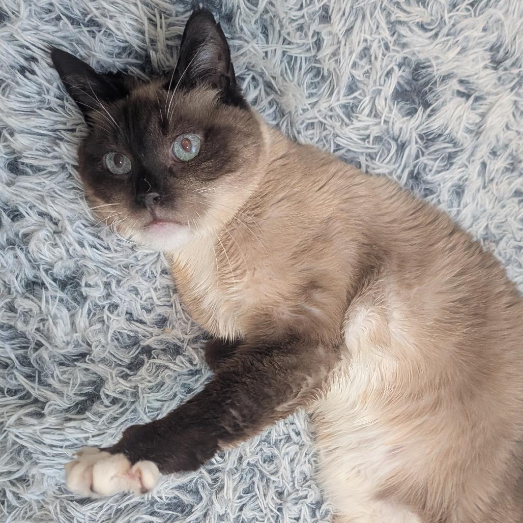 Mocha