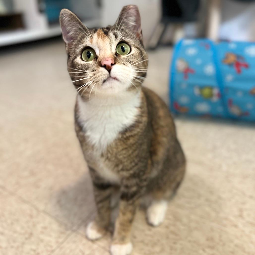 Bitsie