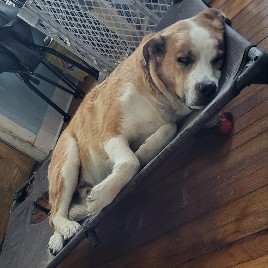 Bruno