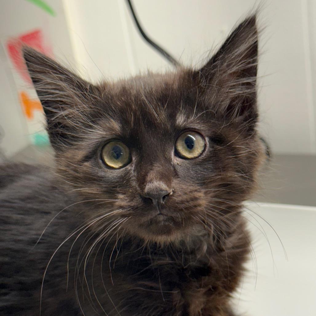 Domestic Medium Hair Cat Breeds: Top Picks for Loving Pets