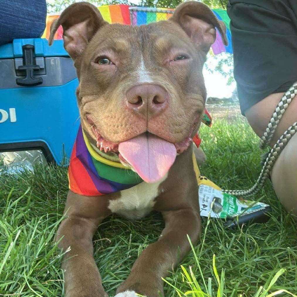 Remi