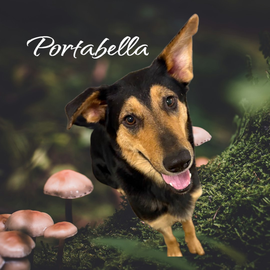 Picture of Portobella