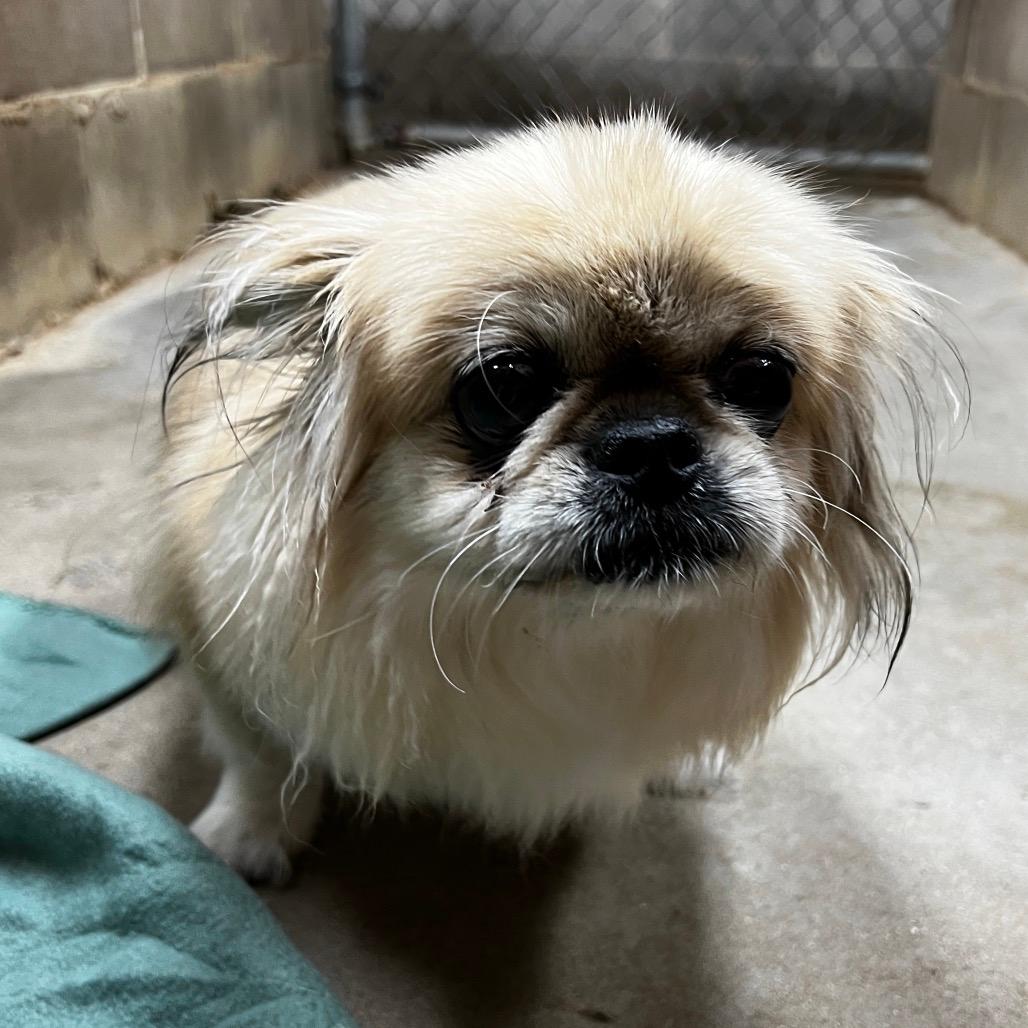 Muffin OLD AND ARTHRITIC