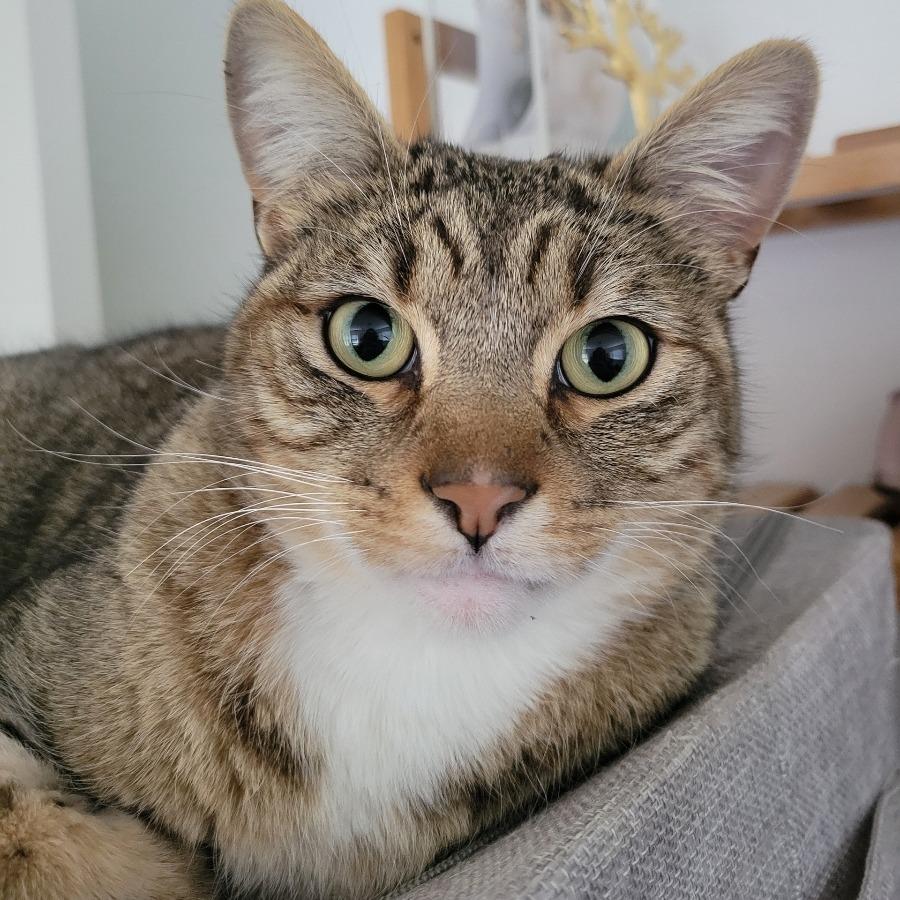 Clyde