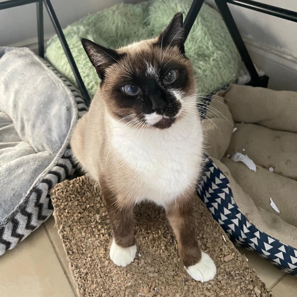 Bella