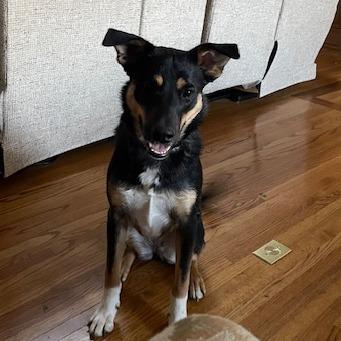 Lucy (In Foster)